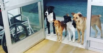 ‘Băng nhóm chó’ xuất hiện tại bệnh viện, chờ người chủ vô gia cư đang được điều trị bên trong