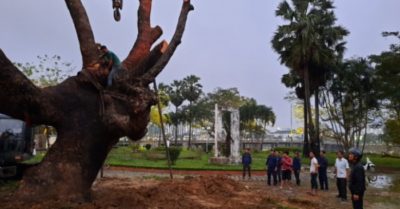 Huế trồng lại cây xà cừ trăm năm tuổi bị bão số 13 quật đổ