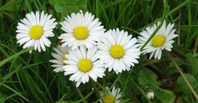 Ánh nắng mặt trời và gừng – Bảo toàn năng lượng của chúng ta trong tiết Lập đông