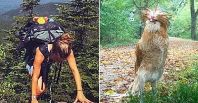 Một chú gà trống lạ mắt đồng hành cùng cô gái trên đường leo núi