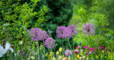 Hạnh phúc là gì? Những câu nói hay về hạnh phúc