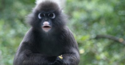 Một chú khỉ nhỏ đã cứu cả ngôi làng: Thú vật còn biết nhớ ơn