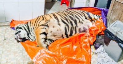 Ông chủ trại nuôi hươu suýt nấu cao con hổ nặng hơn 250kg