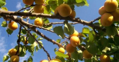 Bí quyết của đất nước không có bệnh ung thư: Quả mơ và hạnh nhân