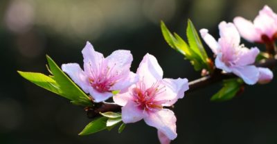 Đón Tết sạch bong: 8 mẹo dọn nhà với giấm, kem đánh răng, baking soda