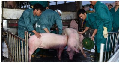 Heo Việt Nam lại ‘tuồn’ qua Trung Quốc vì giá cao vào cuối năm