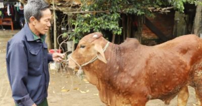 Hàng nghìn con trâu bò nổi cục to, chết đột ngột: Liệu có nguy cơ gây dịch cho người?