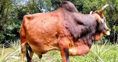 Dịch viêm da nổi cục trên trâu bò lan rộng tại miền Bắc, miền Trung