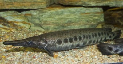 Ăn trứng cá sấu hoả tiễn, 5 bà cháu nhập viện ngay trong đêm