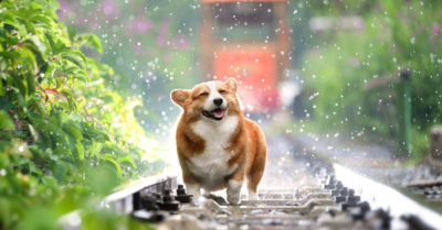 Đừng để chú chó của bạn ăn 9 loại thực phẩm này