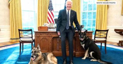 Chú chó của ông Biden cắn người lần 2 tại Nhà Trắng