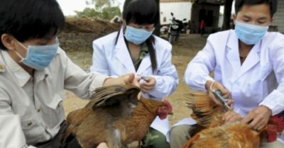 Thế giới khuyến cáo Việt Nam cảnh giác với loại cúm từ gà, vịt lây sang người