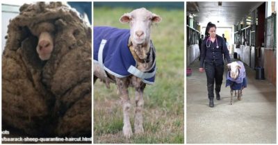Một chú cừu được giải cứu khỏi bộ lông khổng lồ 35kg, nặng tương đương đứa trẻ 10 tuổi