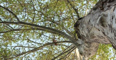 Chỉ 300 ngàn đồng, ông bố dựng nhà trên cây tuyệt đẹp cho con gái