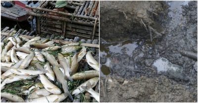 Cá chết dọc sông Mã: Phát hiện 2 doanh nghiệp xả nước thải xuống sông