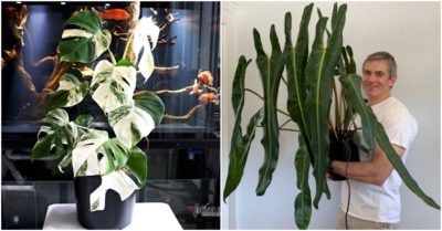 Nửa tỷ đồng một chiếc lá cảnh, chuyên gia cảnh báo lan đột biến “phiên bản 2”