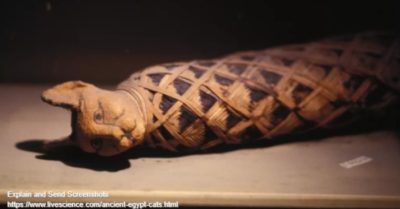 Tại sao người Ai Cập cổ đại bị ám ảnh bởi mèo?