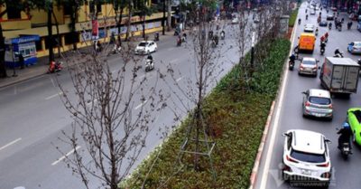 Hà Nội bỏ hàng phong, thay bằng bàng lá nhỏ trên đường Nguyễn Chí Thanh