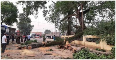 Cây đa 300 tuổi ở Nghệ An gãy cành đè trúng 4 em học sinh