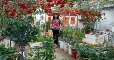 Giàn cà chua bạch tuộc trên sân thượng vạn người mê