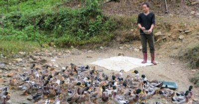 8X cất bằng về quê chăn vịt, bỏ túi trăm triệu đồng mỗi năm