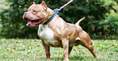 Bé trai 28 tháng tuổi bị chó Pitbull cắn nhập viện