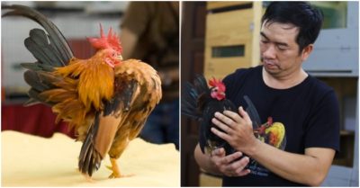 Miền Tây: Giống gà ‘lực sĩ’ thích uống rượu, mát-xa, giá tiền triệu mỗi con