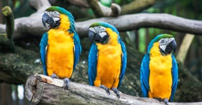 Đa dạng sinh học: Con người hạnh phúc khi xung quanh có sự đa dạng các loài cao