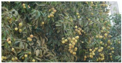 Người nhà đưa bé 3 tuổi đi cấp cứu do bị hóc hạt vải nhưng không qua khỏi