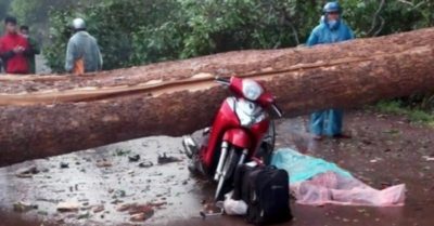Video: Lốc xoáy quật đổ cây rừng, đè trúng hai phụ nữ