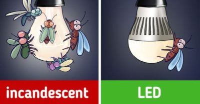 8 cách ngăn chặn côn trùng trú ẩn trong nhà