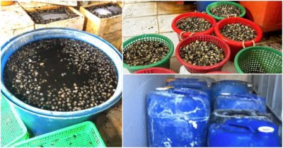 Video: Hơn 2 tấn thịt ốc ngâm hóa chất chuẩn bị lên bàn ăn