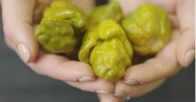 Loại ớt cay vừa lập kỷ lục Guinness, chỉ cắn 1 miếng thôi có thể sẽ là bữa ăn cuối cùng của bạn