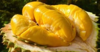 Trái sầu riêng bổ dưỡng và các món ngon xôi, nem, chè