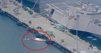 Tàu chiến Úc tông trúng hai mẹ con cá voi thuộc nhóm nguy cấp