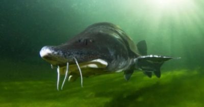 Loài cá nước ngọt lớn nhất thế giới nặng đến 2.200 kg