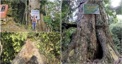 Cây gỗ nghiến lớn nhất Việt Nam – 1.000 tuổi, bị đổ gục