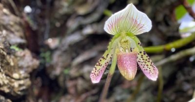 Lan vân hài Phú Quốc bên bờ tuyệt chủng?