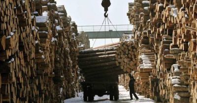 Trung Quốc làm giàu nhờ mua gỗ bất hợp pháp
