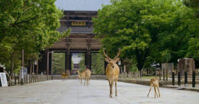 Con người ‘ở nhà’ 2 năm, trái đất đã thay đổi như thế nào?