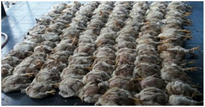 Tin tức tối 26/7: Thêm 5.174 ca; Trường hợp nào được ra đường sau 18h ở TP. HCM?; ‘Mỗi sáng, tôi nhặt cả trăm con gà đem thiêu’