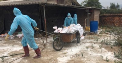 Quảng Ninh xuất hiện chủng cúm gia cầm A/H5N8, có khả năng lây sang người