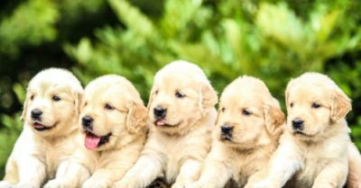 Sống chung với thú cưng bảo vệ trẻ em khỏi bị dị ứng