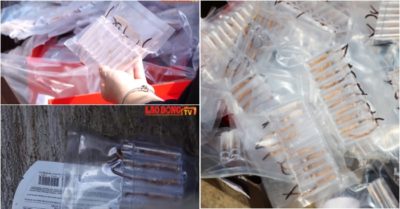 Hà Nội tiêu hủy lô hàng 400 con đông trùng hạ thảo