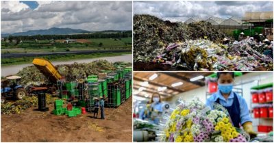 Không xuất khẩu được, hàng vạn cành hoa Đà Lạt xay làm phân bón