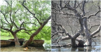 Cây cổ thụ trăm năm tuổi trong khu rừng “báu vật” ở làng biển chết không rõ nguyên nhân