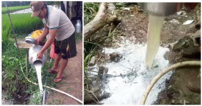 Nông dân đổ bỏ sữa bò do không thể đưa đi tiêu thụ: ‘Cho không ai lấy, đưa bò uống nhiều bò cũng chê’