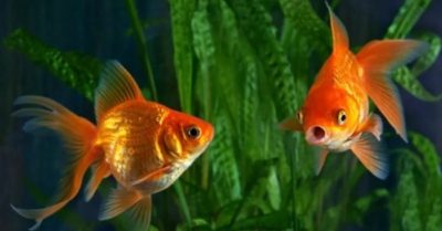 Cá vàng thực sự có trí nhớ 3 giây không?