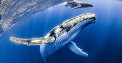 Cá voi lưng gù nuốt chửng người thợ lặn rồi nhả ra