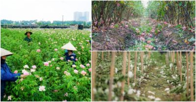 Video: Nông dân Tây Tựu ngậm ngùi cắt bỏ hàng trăm hecta hoa vì dịch Covid-19